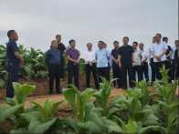 深河乡：烟叶生产迎大考