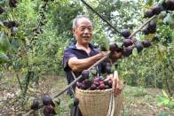 文峰乡：冰糖李种出好“钱”景