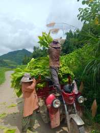 官渡楼房沟村：烤烟忙 农民笑