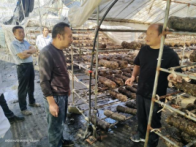 县蔬菜中心：菇农点单  技术上门