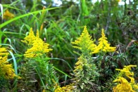 县农业农村局组织清除“加拿大一枝黄花”