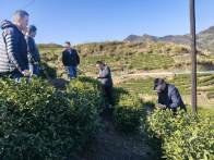 县农业农村局积极开展有机茶基地认证