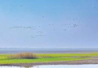 沙湖湿地没有鸟？NO!NO!NO!