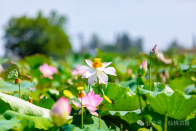 起猛了！哪吒藕遇仙桃，发了朋友圈……