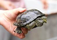 大庙乡养殖户把“黄金龟”养成致富宝