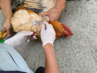 大庙乡开展动物疫病抽检工作