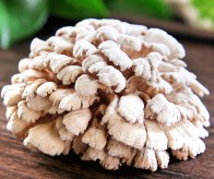 白参菌种植起纠纷  竹山法院以案释法明权责