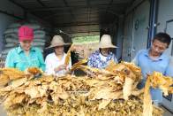 深河“金叶”香 丰收富梦圆