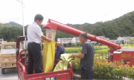 得胜硒稻喜获丰收