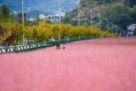百亩粉黛开成“粉色海洋”