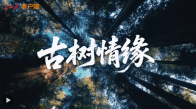 文脉华章 | 微视频《古树情缘》