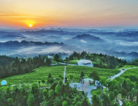 一叶“藤”飞香天下 ——来凤县推动藤茶产业高质量发展纪实