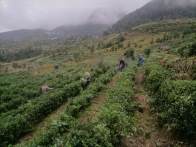 溢水镇推进秋季茶园标准化管护