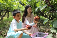 好品竹山 | 观音沟葡萄