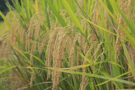 好品竹山 | 黃泥大米