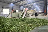 秋茶枝叶再利用 茶农增收提效益