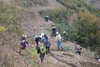 溢水镇抢抓农时补植油茶 