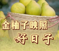 和总书记面对面｜金柚子映照好日子