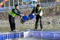 人工投食　护鸟越冬