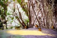 小雪至  “相思”来