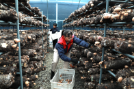 “菌林高手”云集竹山