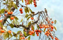 听竹山｜柿语流年