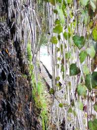 竹坪乡现“冰帘幽梦”奇观