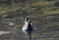 国家“三有”保护动物小黑水鸡邂逅竹山