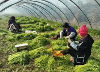 新春走基层｜一棵湖蒿的“春日快闪”：从田间到舌尖，绿色接力“抢鲜”全国