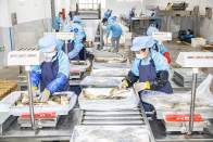 新春走基层 | 唐诗中“游”出的鳜鱼 千年江鲜的湖中“新生”