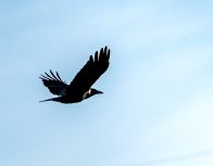 国家“三有”保护动物白颈鸦“安家”圣水湖湿地公园