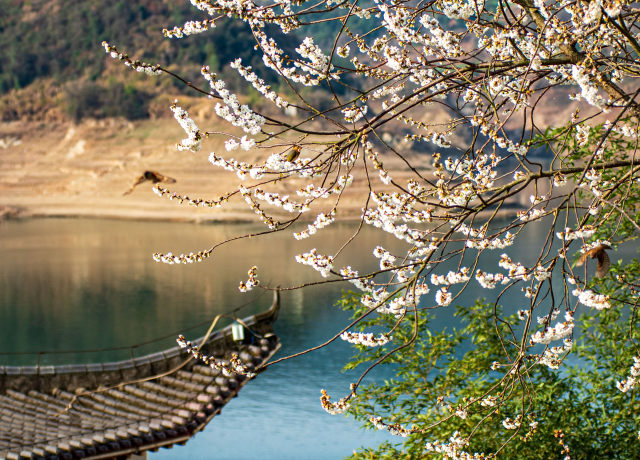 圣水湖畔：樱花盛开  雀鸟欢舞