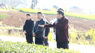 宝丰镇：茶园“把脉问诊” 赋能茶产业新发展