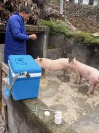 官渡镇：全面免疫畜禽　筑牢畜牧防疫屏障