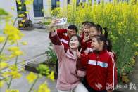 油菜花开乡村如画