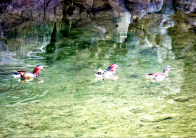 成群鸳鸯戏清波