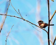 “中国最可爱小鸟”现身堵河