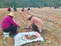 不负春时育新绿  苗圃基地春播忙