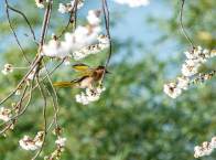 樱花盛开 雀鸟欢舞