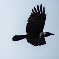 “三有”保护动物白颈鸦  “安家”圣水湖