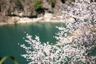 野桃漫山开  碧水如绸来