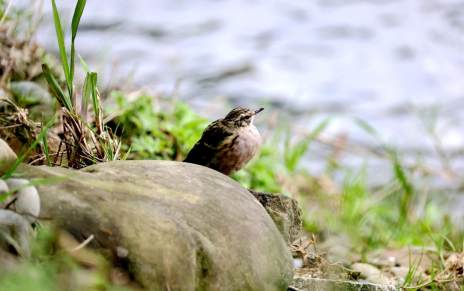 堵河源发现11个新记录鸟种