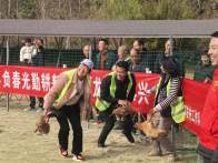 勤勞致富鬧春耕  抓雞比賽趣味濃