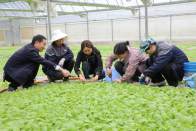 我縣2.5萬畝煙苗長勢良好備耕有序