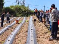 官渡鎮：煙苗移栽忙 種下豐收望