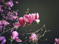 聽竹山｜夜幕下的紫玉蘭