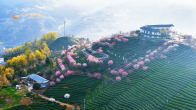 竹山硒茶——竹净尖