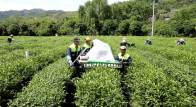 机械采茶提效能　夏秋茶变身致富叶