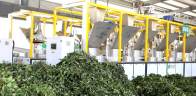 竹坪乡大宗茶采销两旺 