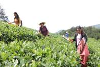 深河乡：抢抓农时采收加工大叶茶